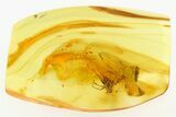 Detailed Fossil Fly (Dolichopodidae) in Baltic Amber #284553-1